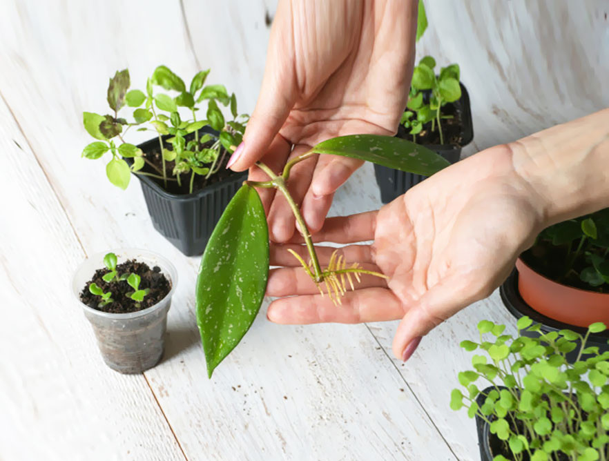 Qu'est-ce que le bouturage et la germination ? | Indoor Discount