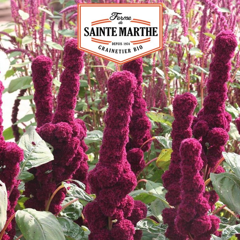  <x>La ferme Sainte Marthe</x> - 300 seeds Red Amaranth
