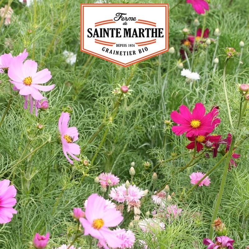 <x>La ferme Sainte Marthe</x> - 300 seeds Cosmos Sensation Varied