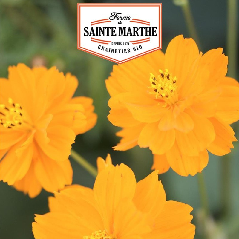  <x>La ferme Sainte Marthe</x> - 120 seeds Cosmos Sulphureus Varied