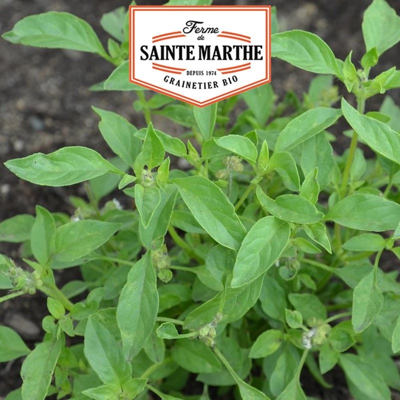  <x>La ferme Sainte Marthe</x> - 250 seeds Basil Lime Untreated