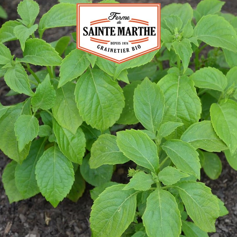  <x>La ferme Sainte Marthe</x> - 200 seeds Basil Thyme