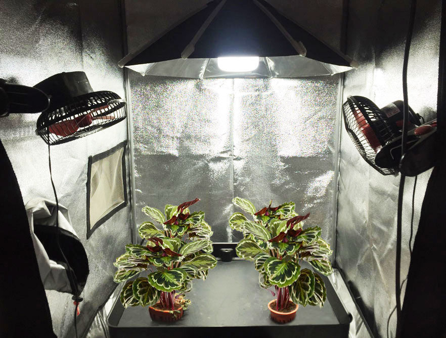 your GEAR Tienda de cultivo Plantsville en 8 tamaños – Caja de cultivo para interior tienda de cultivo invernadero armario para cultivo de plantas 